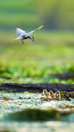 Bird flying over chicks on land