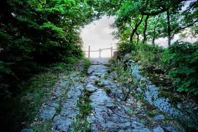 Footpath amidst trees in forest