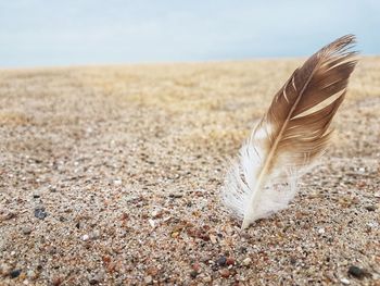 Close-up of feather on sand