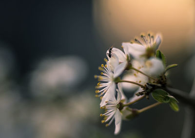 Close-up of ant on flowers