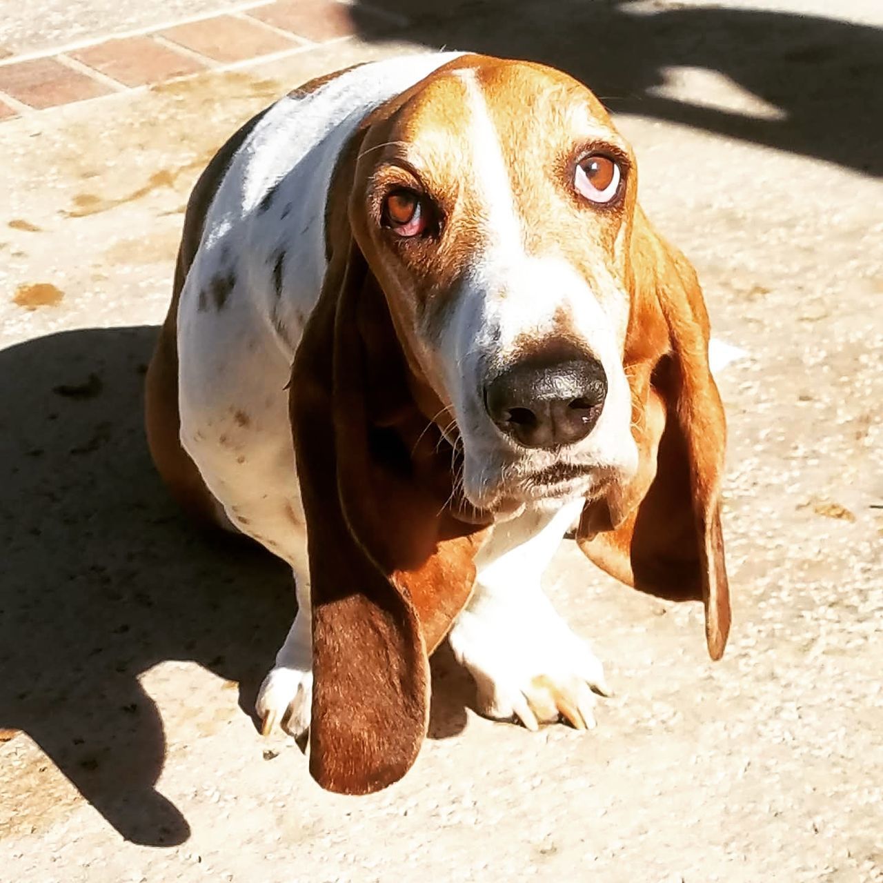 HIGH ANGLE PORTRAIT OF DOG AT PARK