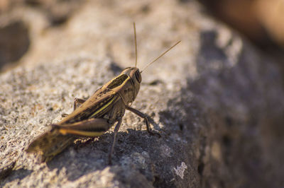Close-up of insect on leaf