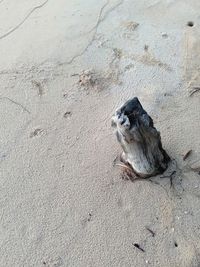 High angle view of crab on sand