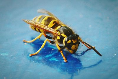 Close-up of wasp on blue surface