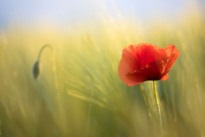 Close-up of red poppy flower on field