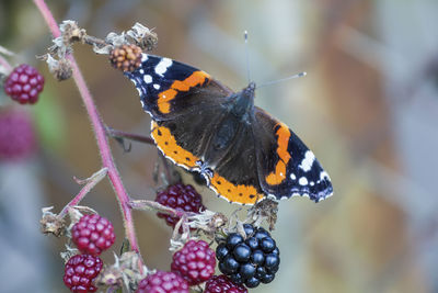 Close-up of butterfly pollinating on flower