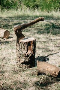 The ax is stabbed with a blade into the stump. axe for removing tree stumps roots