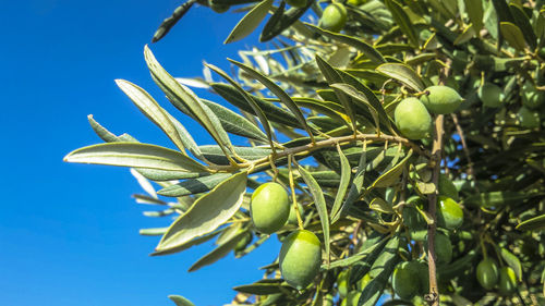 Low angle view of olives growing on tree against blue sky