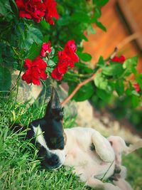 Close-up of a dog on flower