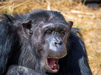 Close-up portrait of chimpanzee yawning, zambia, africa