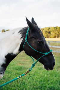 Close-up of a horse on field