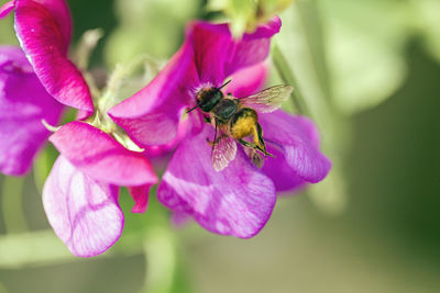 Close-up of bee pollinating on pink flower