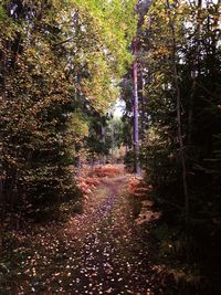 Trees in forest during autumn