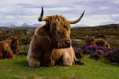 Herd of red brown scottish highlanders in a natural autumn landscape.