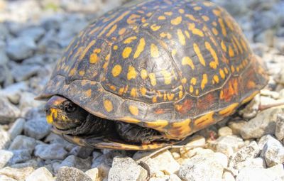 Close-up of turtle