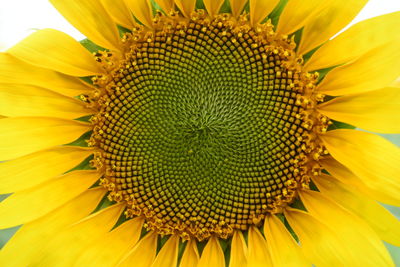 Close-up of sunflower