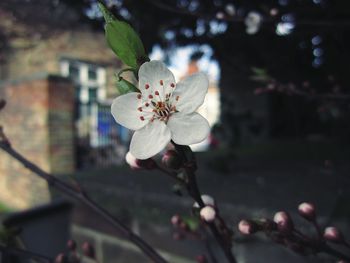 Close-up of white flowers on branch