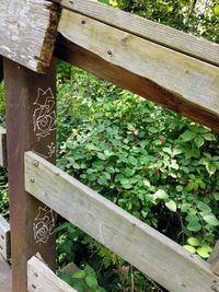 Close-up of plants