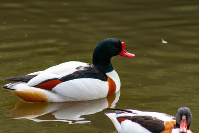 Two ducks swimming in lake