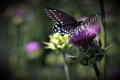 Close-up of butterfly pollinating on thistle