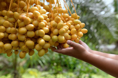 Close-up of hand holding fruits