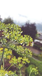 Close-up of flowering plant on field