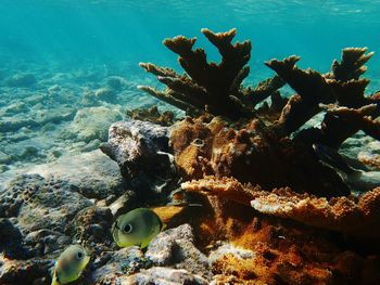 Close-up of corals in sea