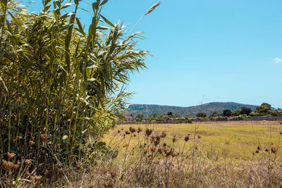 Scenic view of agricultural field against sky