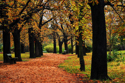 Trees in park during autumn