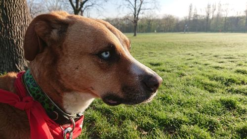 Close-up of a dog looking away