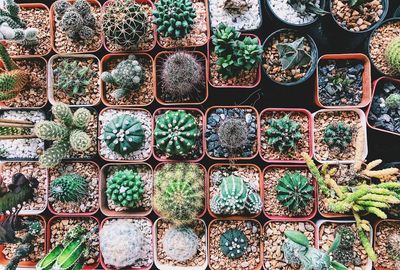 Full frame shot of succulent plants