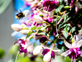 Close-up of bee pollinating on purple flower