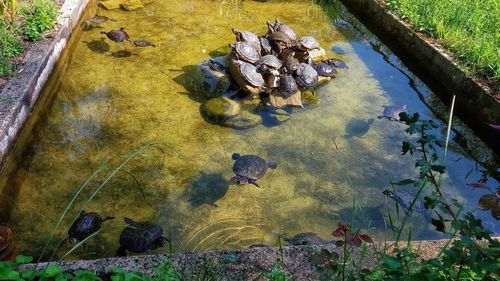High angle view of birds in lake