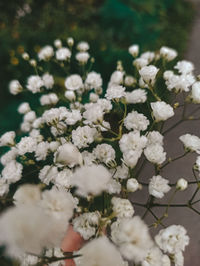 Close-up of white flowering plants