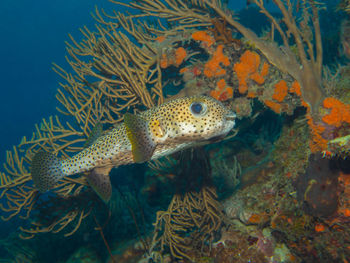 Diodon hystrix, the spot-fin porcupinefish