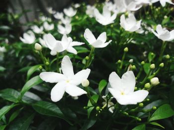 Close-up of white flowers