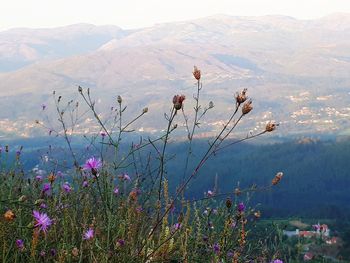 Scenic view of flowering plants and mountains against sky