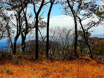 Trees on field against sky