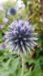 Close-up of purple flowering plant on field