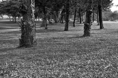 Trees on grassy field