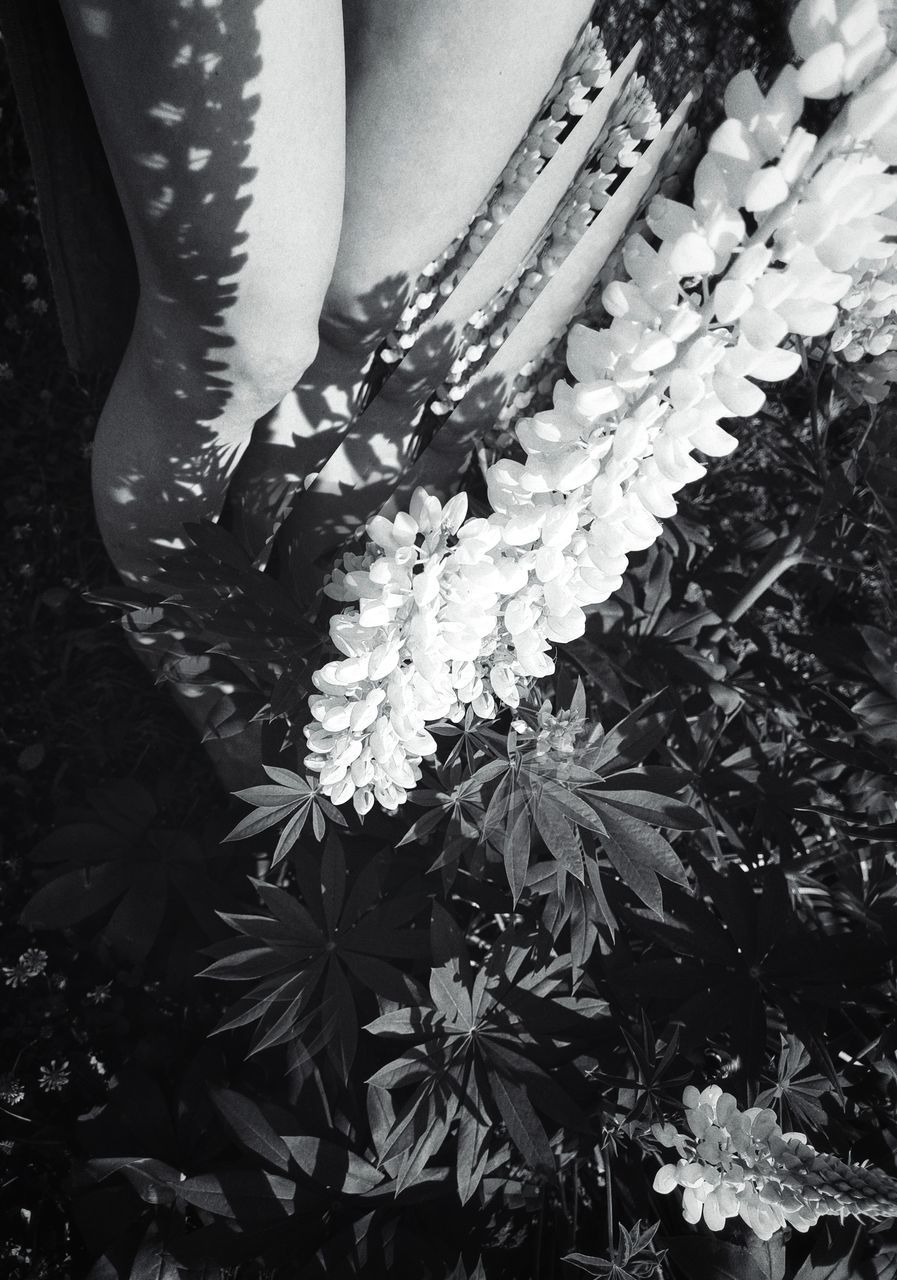 HIGH ANGLE VIEW OF WOMAN AND WHITE FLOWERING PLANT