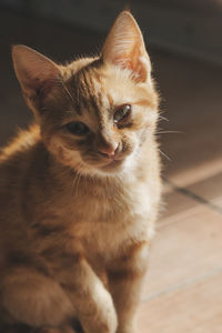 Close-up portrait of cat