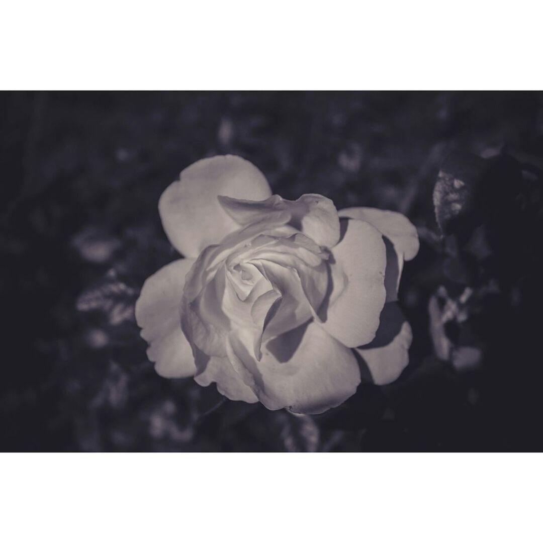 CLOSE-UP OF FRESH ROSE WITH WHITE FLOWER