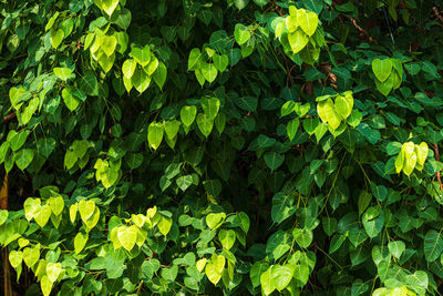 Full frame shot of fresh green leaves