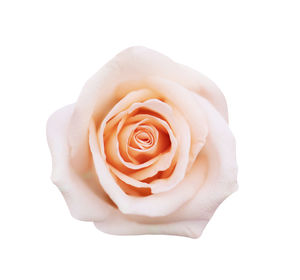 Close-up of rose against white background