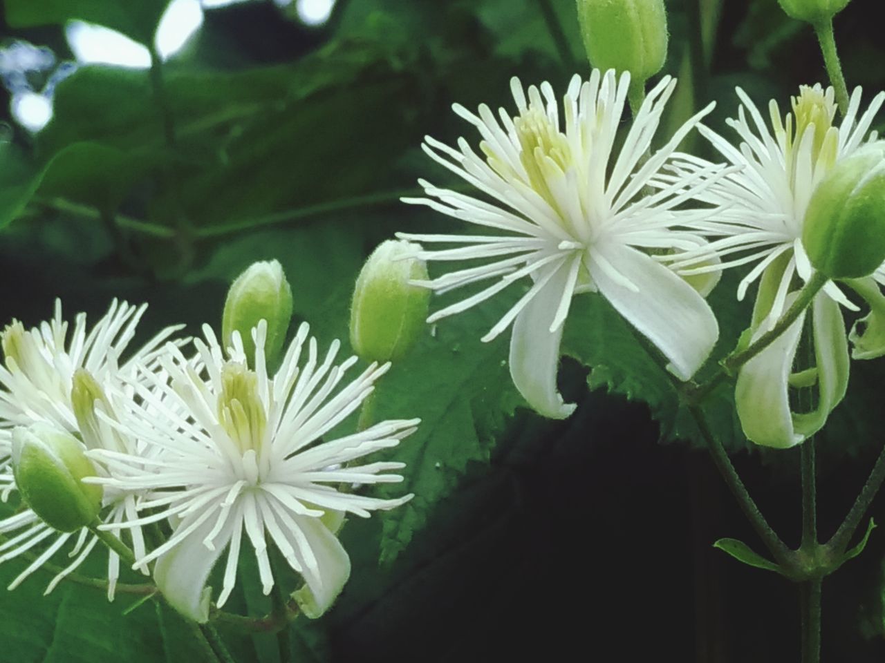 CLOSE-UP OF WHITE FLOWER