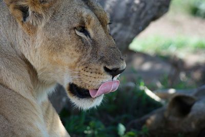 Close-up of lion by tree