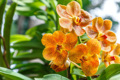 Close-up of yellow flowering plant