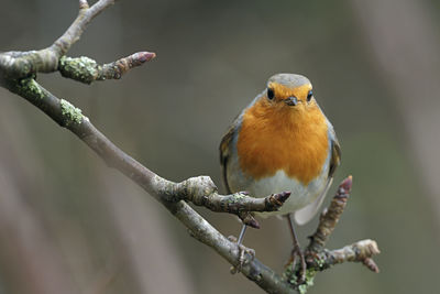 Close-up of bird perching on branch