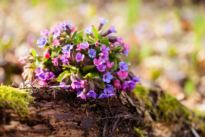 Close-up of purple flowering plant